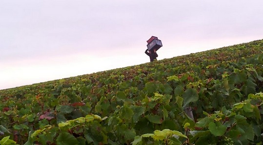 Vendange 2012 Champagne Francis Boulard & Fille